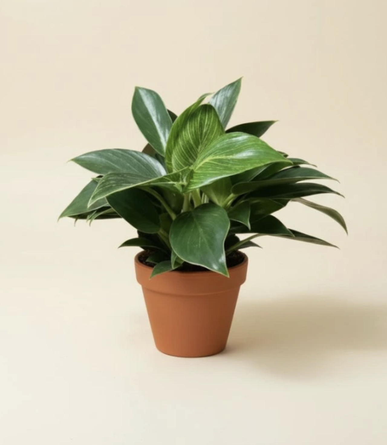 Philodendron Birkin